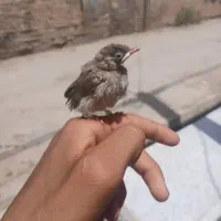 پلی استیشن  ۲