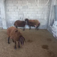 میش حمو و هترو ابستن ۵ ماهه