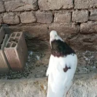 طوقی نر بسیار درشت|پرنده|داران, |دیوار