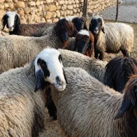 10 راس میش ترکی بختیاری