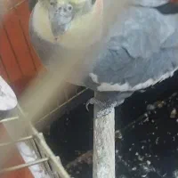 عروس هلندی|پرنده|قم, کلهری|دیوار