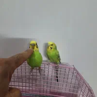نره ماده مرغ عشق به شرط تخم جوجه