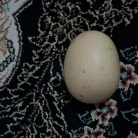 سنگ آسیاب الماس «اصل»|کلکسیون اشیاء عتیقه|همدان, |دیوار