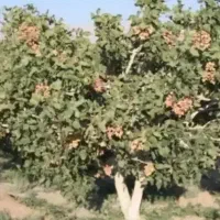 کارگر پسته چین هستم