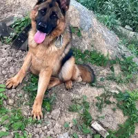 سگ ژرمن ماده فحل شده