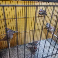 ۷عدد فنچ جوان وسرحال که یکی از آنها لپ سیاه است