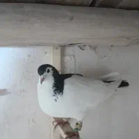 خال دم|پرنده|شیروان (خراسان), |دیوار