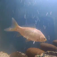 معاوضه کوی با گلدفیش