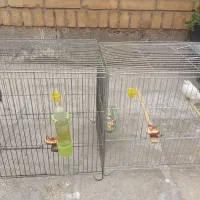 قناری دوعدد نر