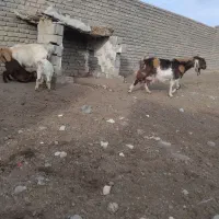 بزپاکستانی