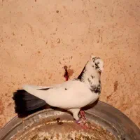 کبوتر|پرنده|کرمانشاه, |دیوار