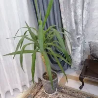 گل یوکا باگلدان سفالی