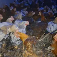 فروش نیمچه مرغ و خروس گلپایگانی ( محلی )