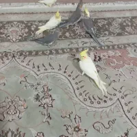 عروس هلندی