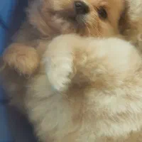 توله پامر|سگ|بوکان, |دیوار