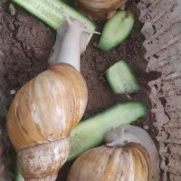 حلزون|خزنده|یزد, |دیوار