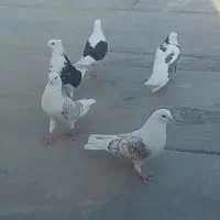 کبوتر دوبال پشتدار|پرنده|مینودشت, |دیوار