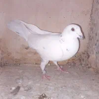 کبوتر پلاکی|پرنده|لیلان, |دیوار