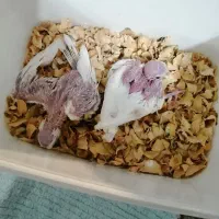 عروس هلندی
