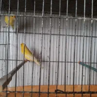 قور نر وماده