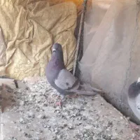 کبوتر گرفتنی