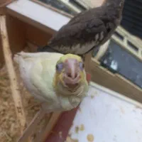 جوجه عروس سرلاکی|پرنده|اهواز, کوی جانبازان(دانش)|دیوار