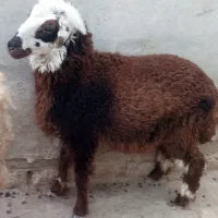 بره ماده|حیوانات مزرعه|هندیجان, |دیوار