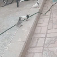 کبوتر طوقی وسور دمب سفید