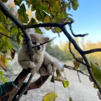 فروش سگ پامر|سگ|یزد, |دیوار