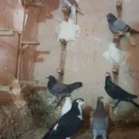 ۱۰ تا پرشی کبوتر