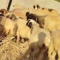 فروش چهل راس میش و شیک وکاوه لری وترکی|حیوانات مزرعه|ازنا, |دیوار