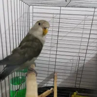 طوطی برزیلی|پرنده|بهار, |دیوار