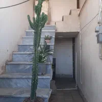 کاکتوس افوربیا