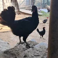 مرغ محلی تخمگذار