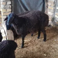 بره نر و ماده