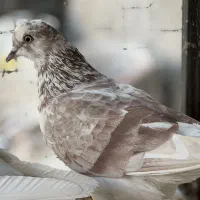 کبوتر پرشی ملقی. نقطه|پرنده|شهر بابک, |دیوار