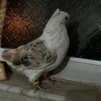 کبوتر پلاکی دوکت|پرنده|نجفآباد, جعفرآباد|دیوار