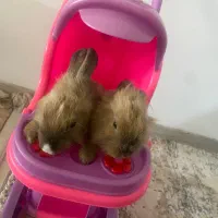 خرگوش های دوقلو|موش و خرگوش|شیراز, شهرک گلدشت حافظ‎|دیوار