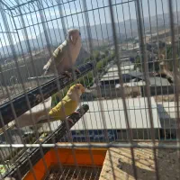 طوطی برزیلی