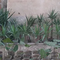 یوکا و باباآدم