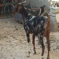 فروش بز دورگ با کهره