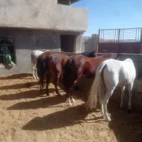 اسب ومادیان