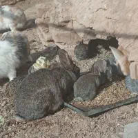 خرگوش در شهرستان شوط