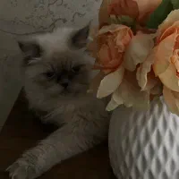 گربه هیمالین سالم و واکسینه