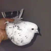 نروماده پرشی باهم500