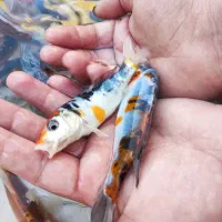 ماهی کوی|ماهی|قم, سراجه (۱۵ خرداد)|دیوار