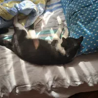 گمشده|حیوانات|نوشهر, |دیوار