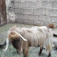 کره نری|حیوانات مزرعه|نرماشیر, |دیوار