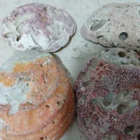 سنگ فسیلی
