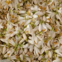 فروش بهارنارنج